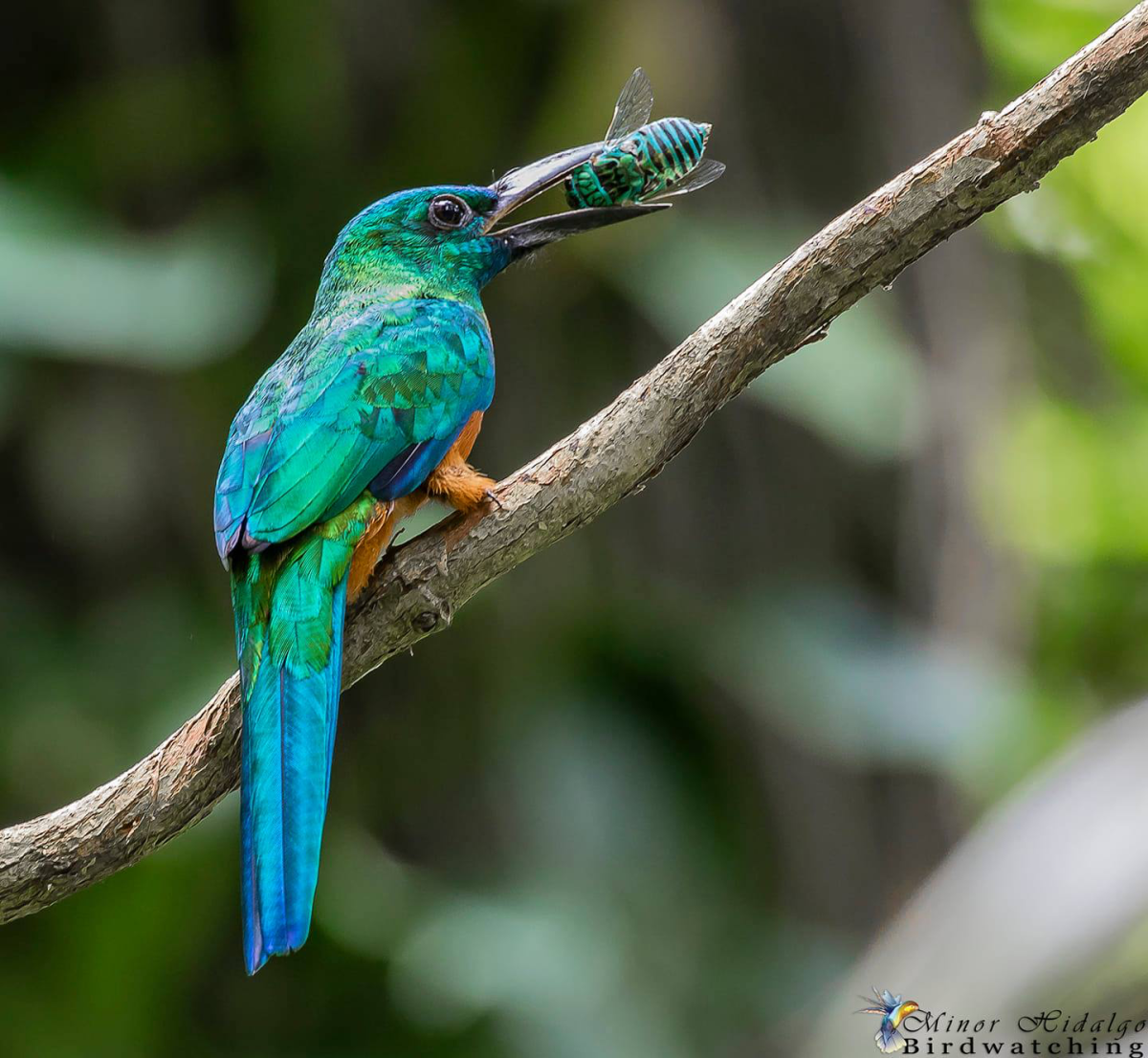 Якамара бронзовая