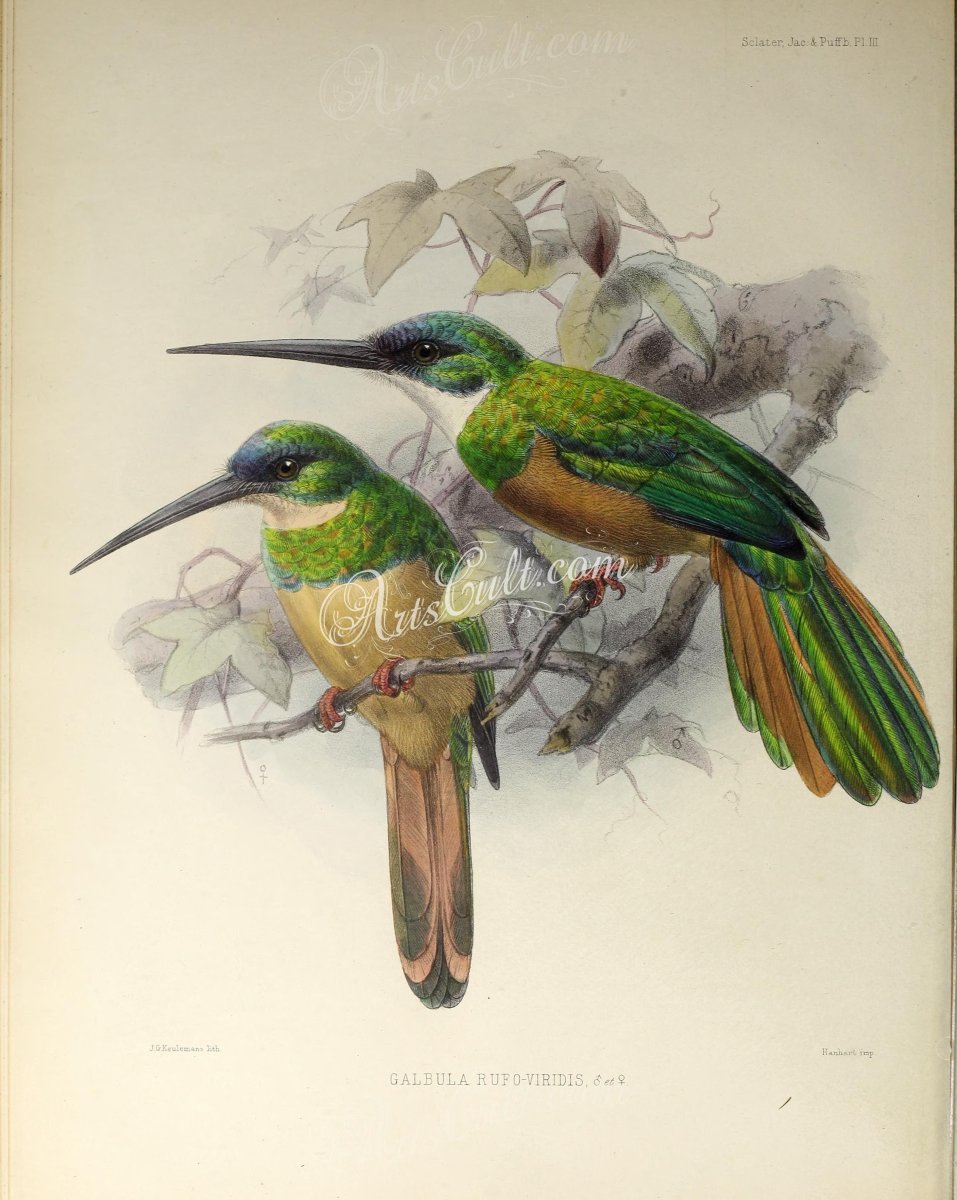 Краснохвостая Якамара