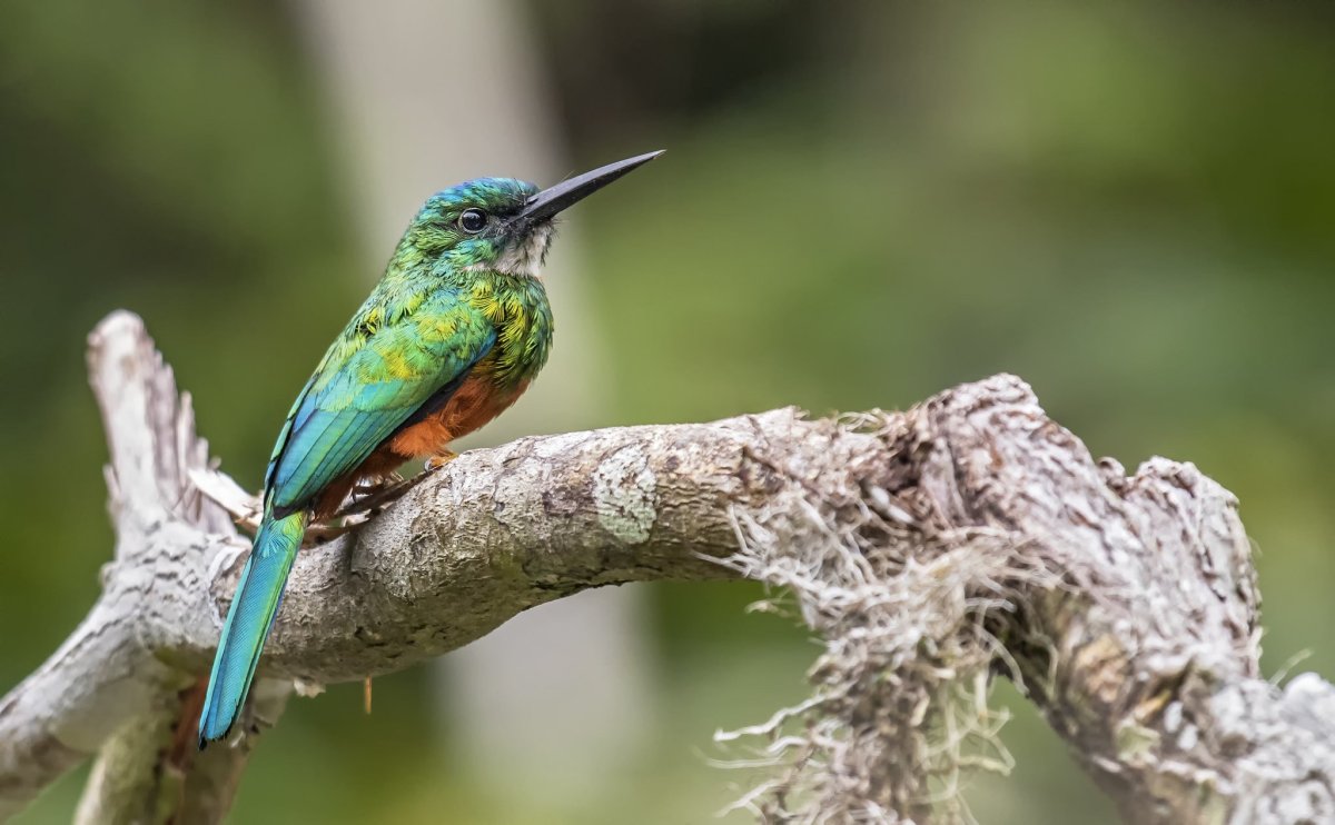 Якамара птица