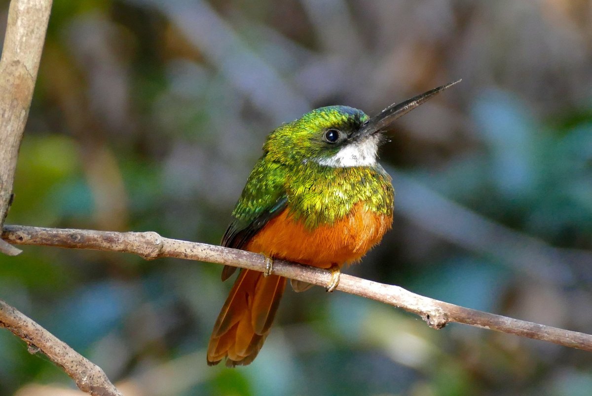 Краснохвостая Якамара