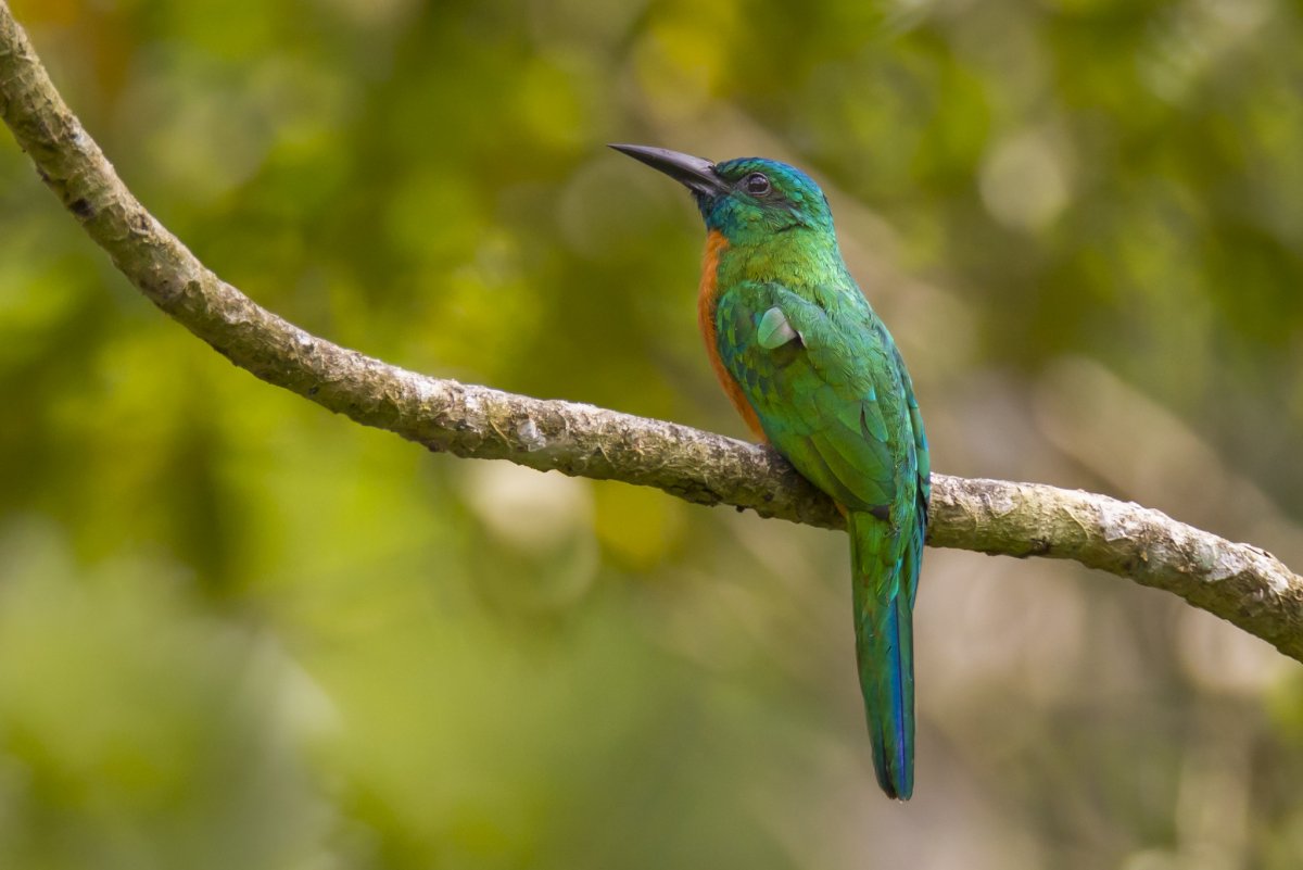 Трёхпалая Якамара