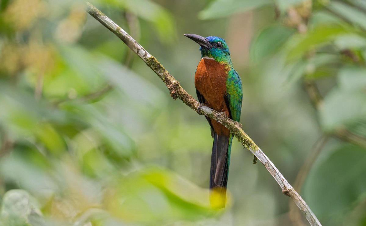 Якамара птица