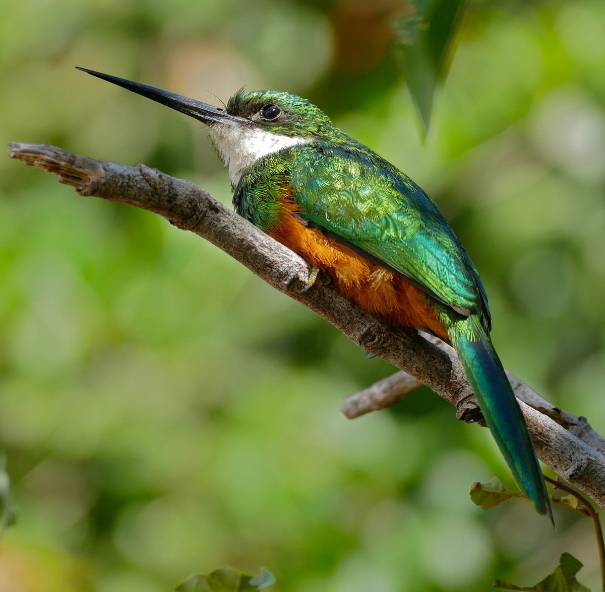 Якамара птица фото