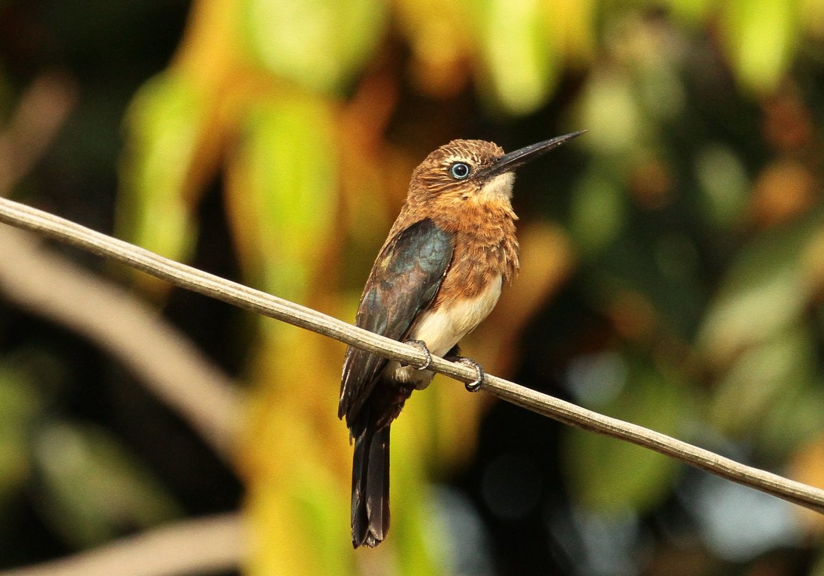 Трёхпалая Якамара
