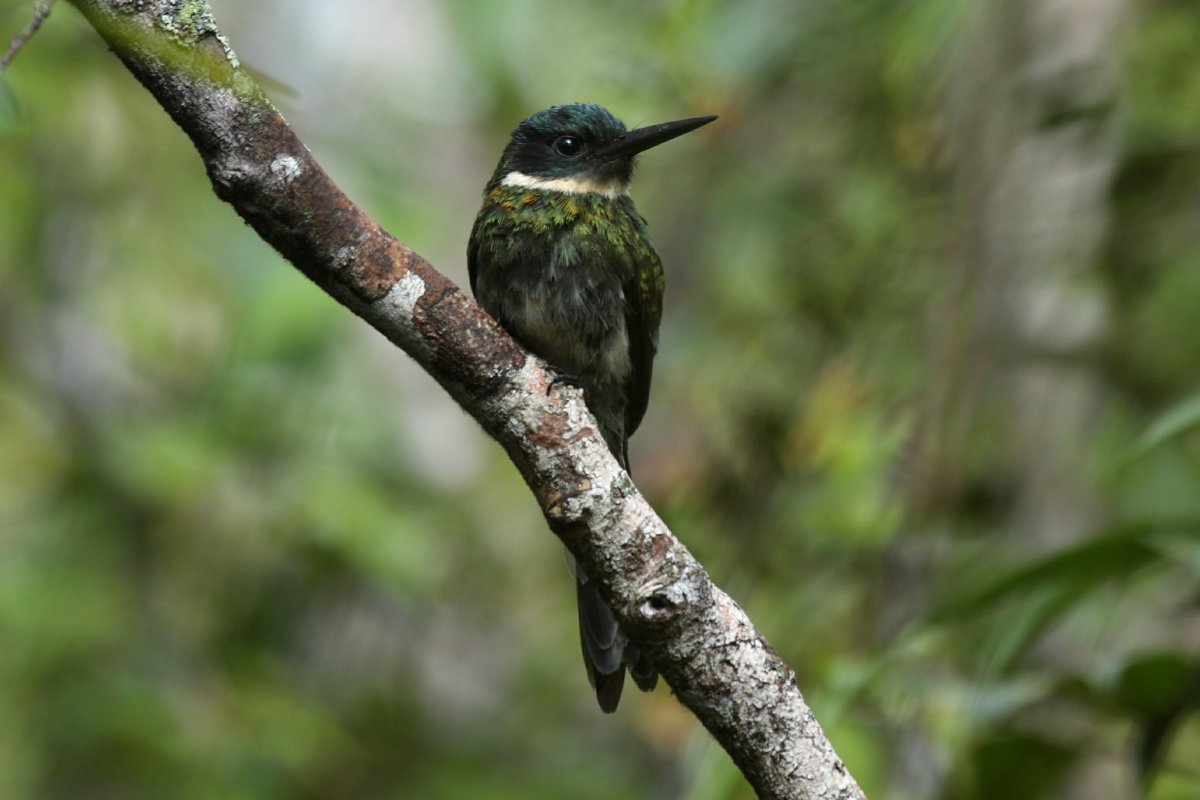 Картинка птицы на прозрачном фоне