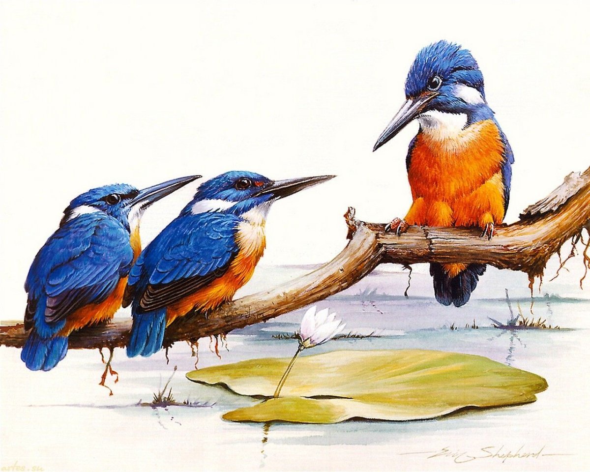 Бурошапочная пуховка (Bucco macrodactylus)