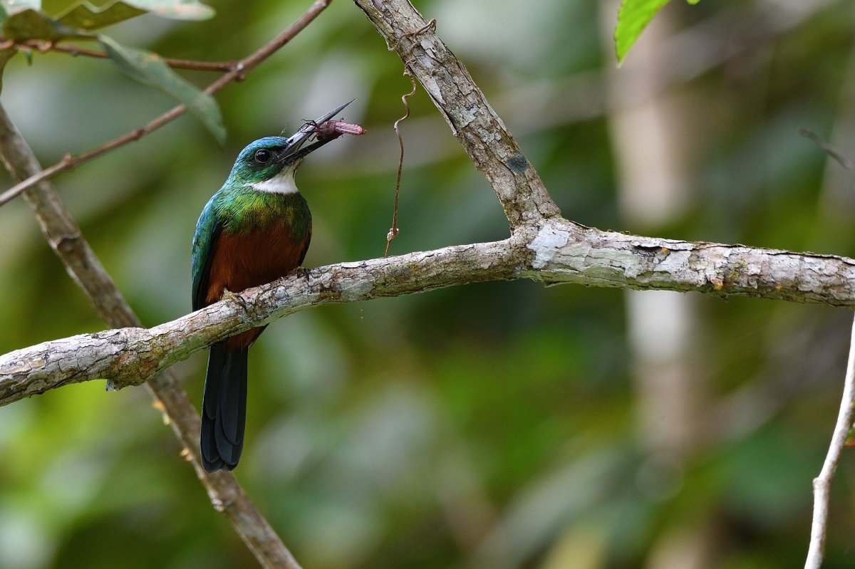 Якамара бронзовая