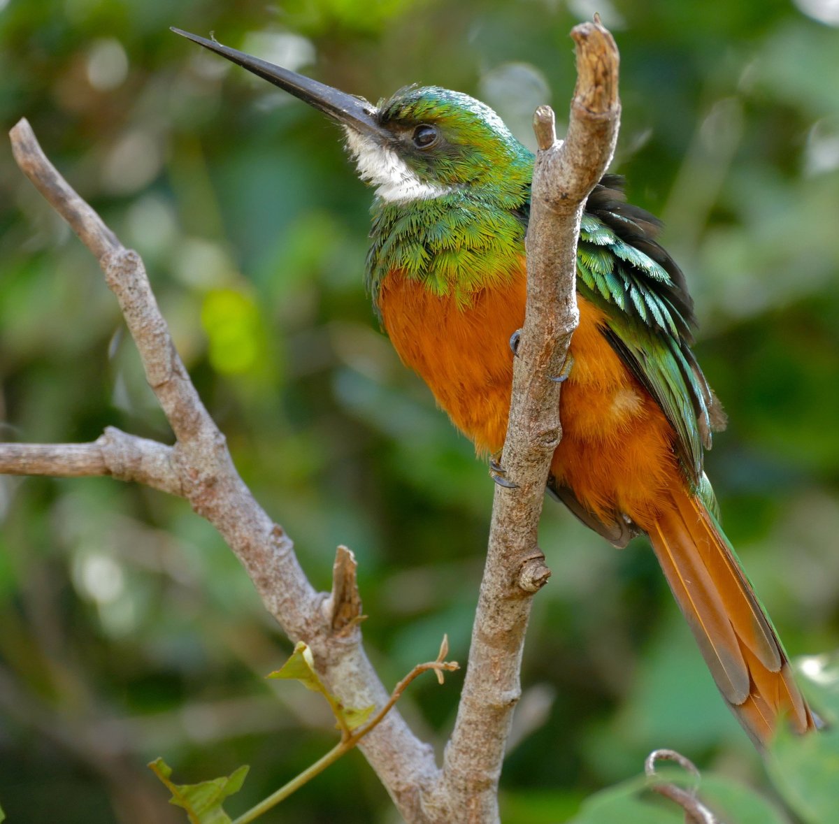 Якамара животное