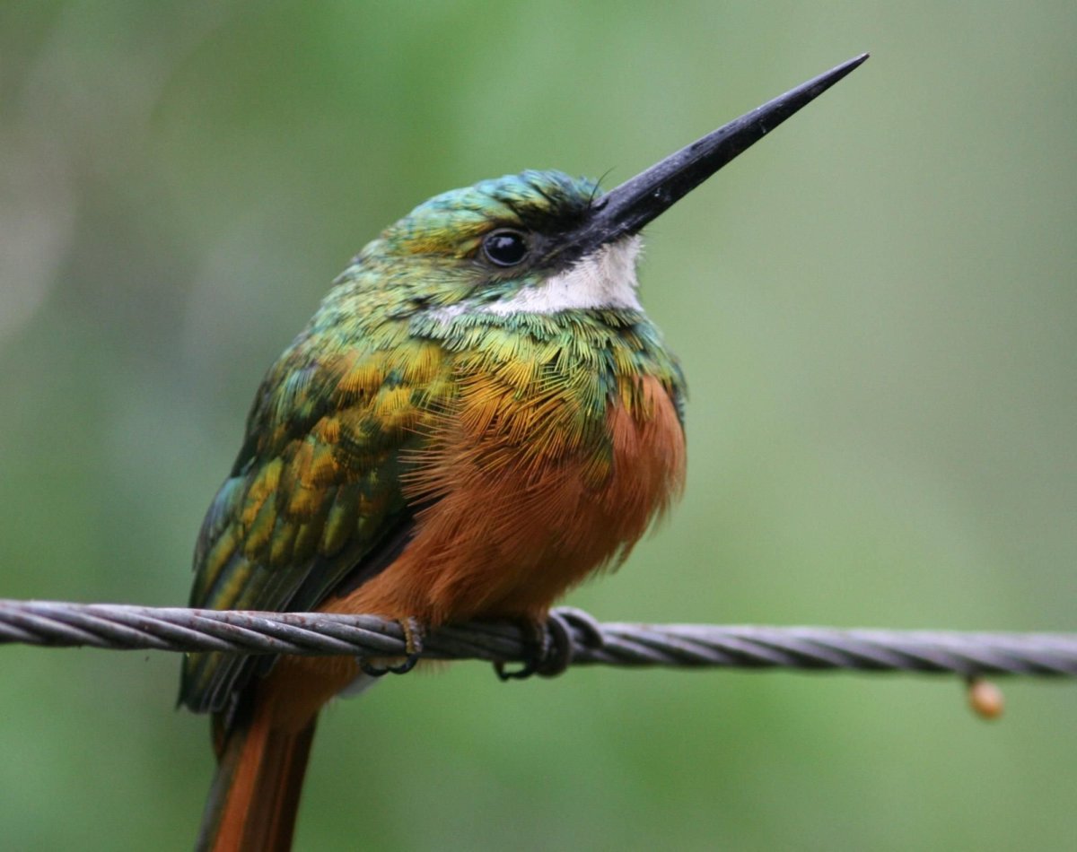 Медногрудая Якамара