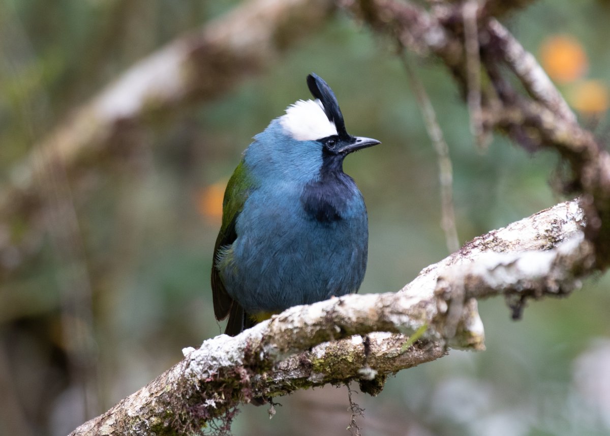 Якамары птицы систематика