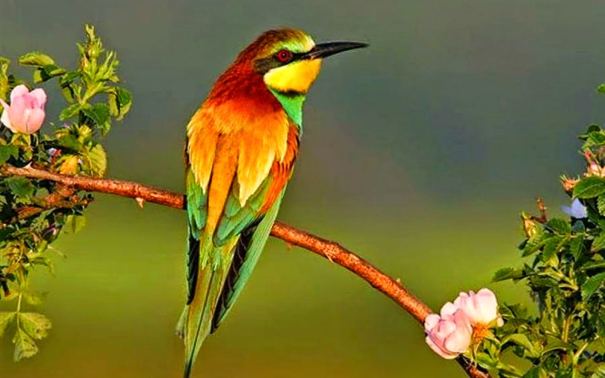 Птица яркая разноцветная