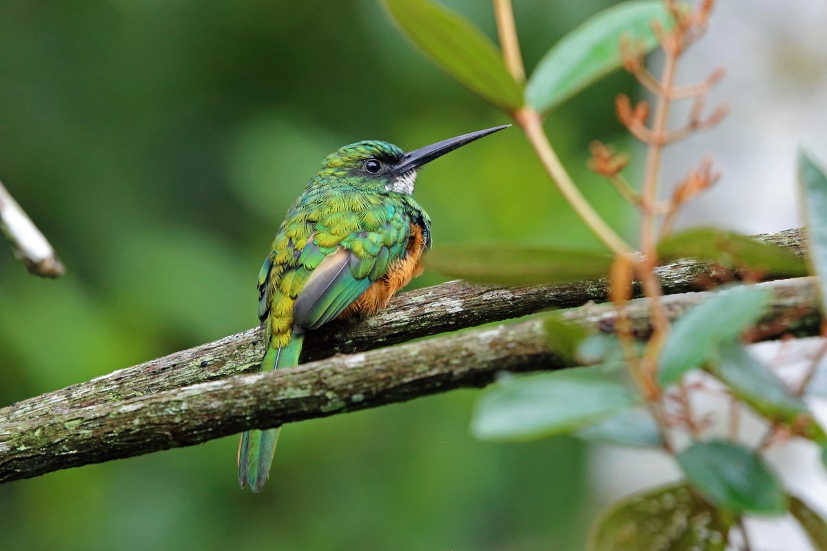 Краснохвостая Якамара