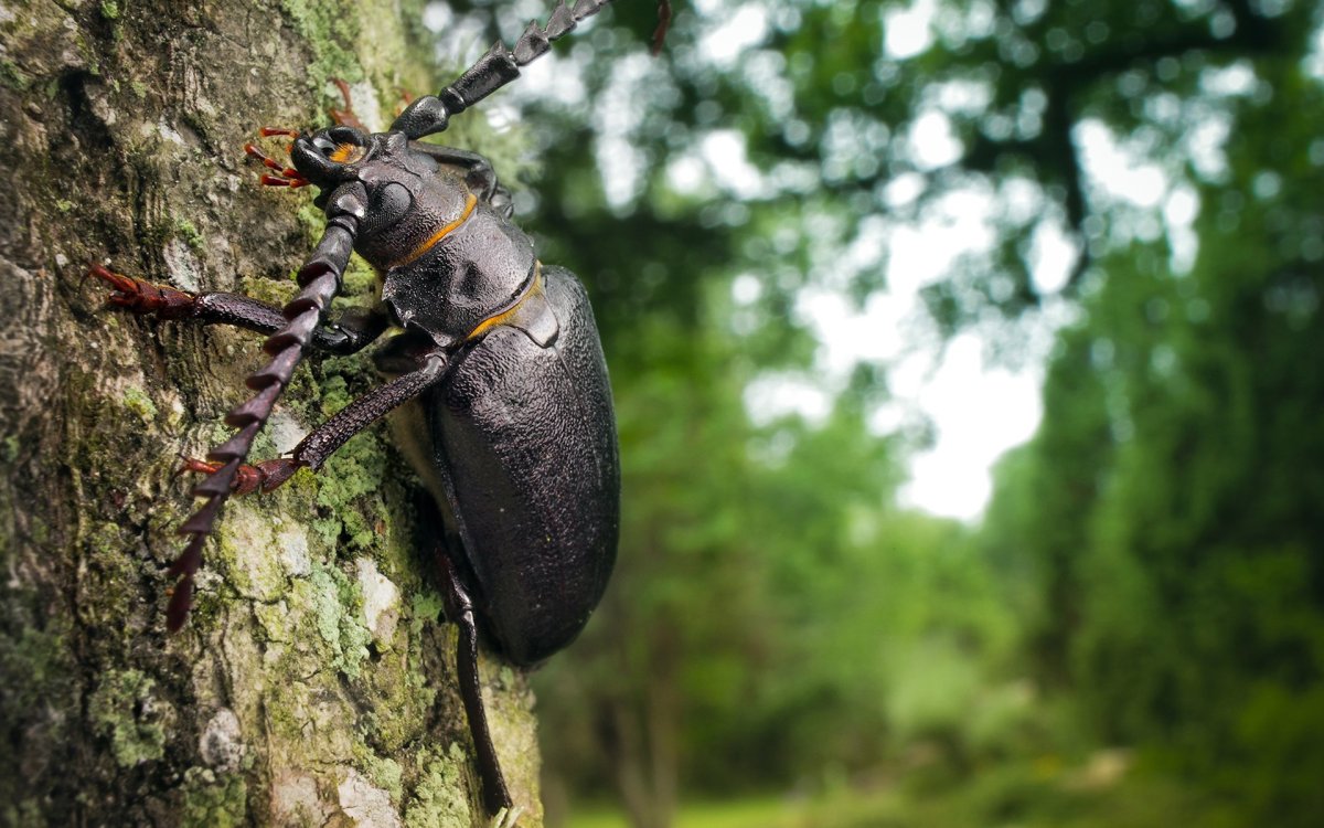 Жук древоточец долгоносик