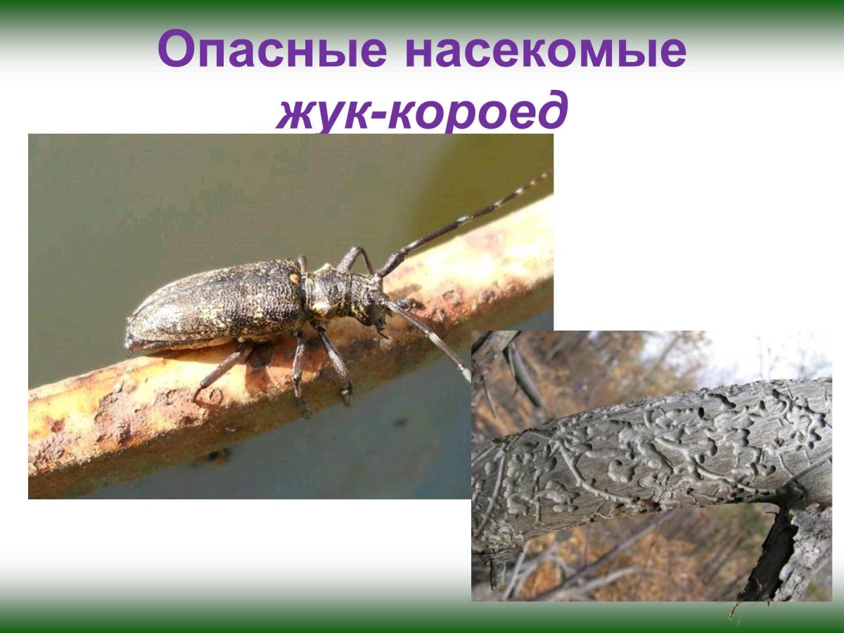 Жук Усатый короед вес