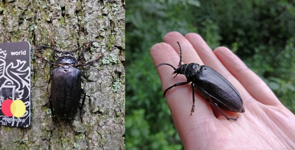 Короед Жук древоточец