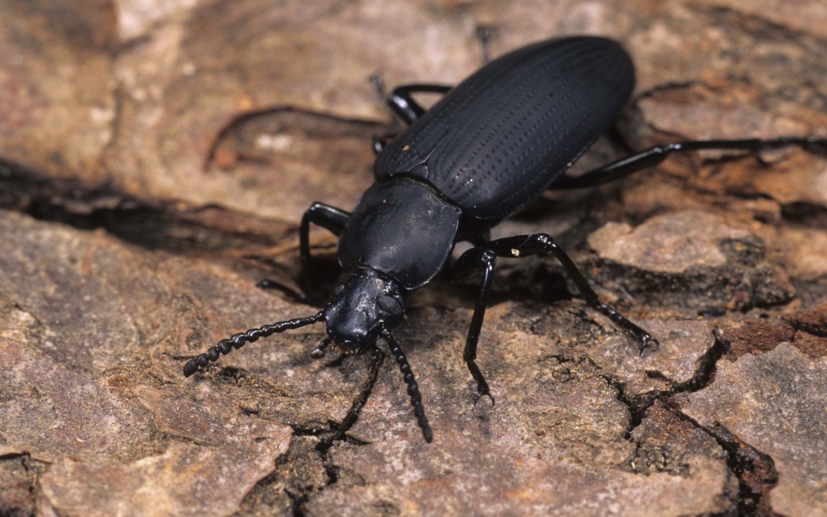 Жук Толстяк чернотелка