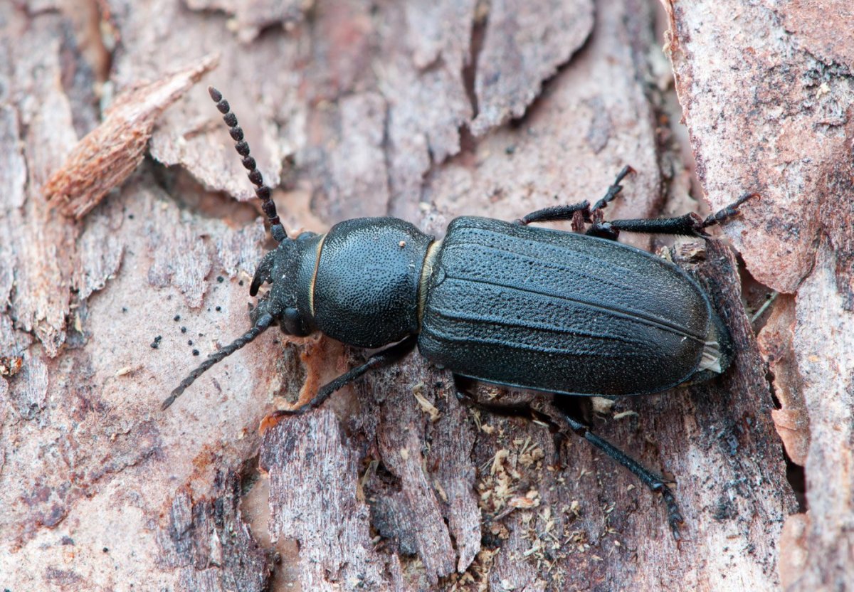 Жук усач Крымский