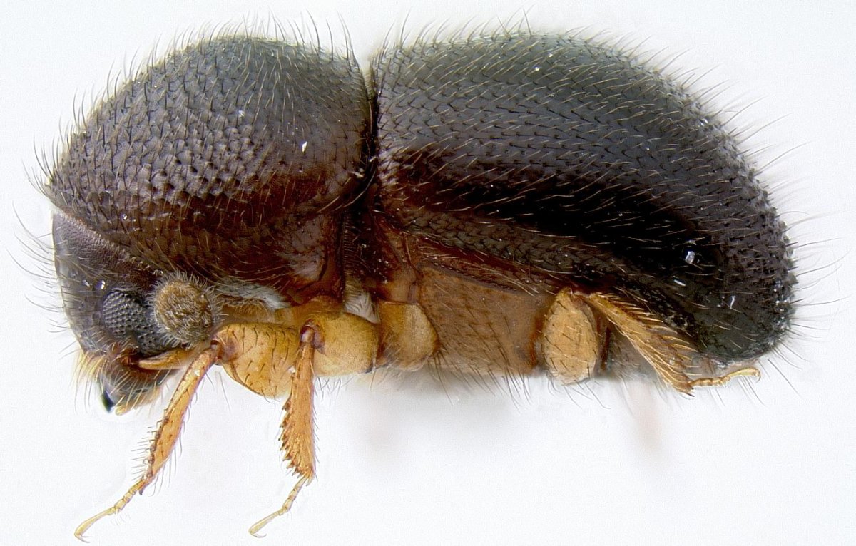 Hylotrupes bajulus Жук