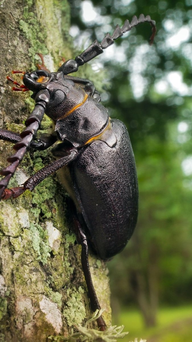 Жук короед усач