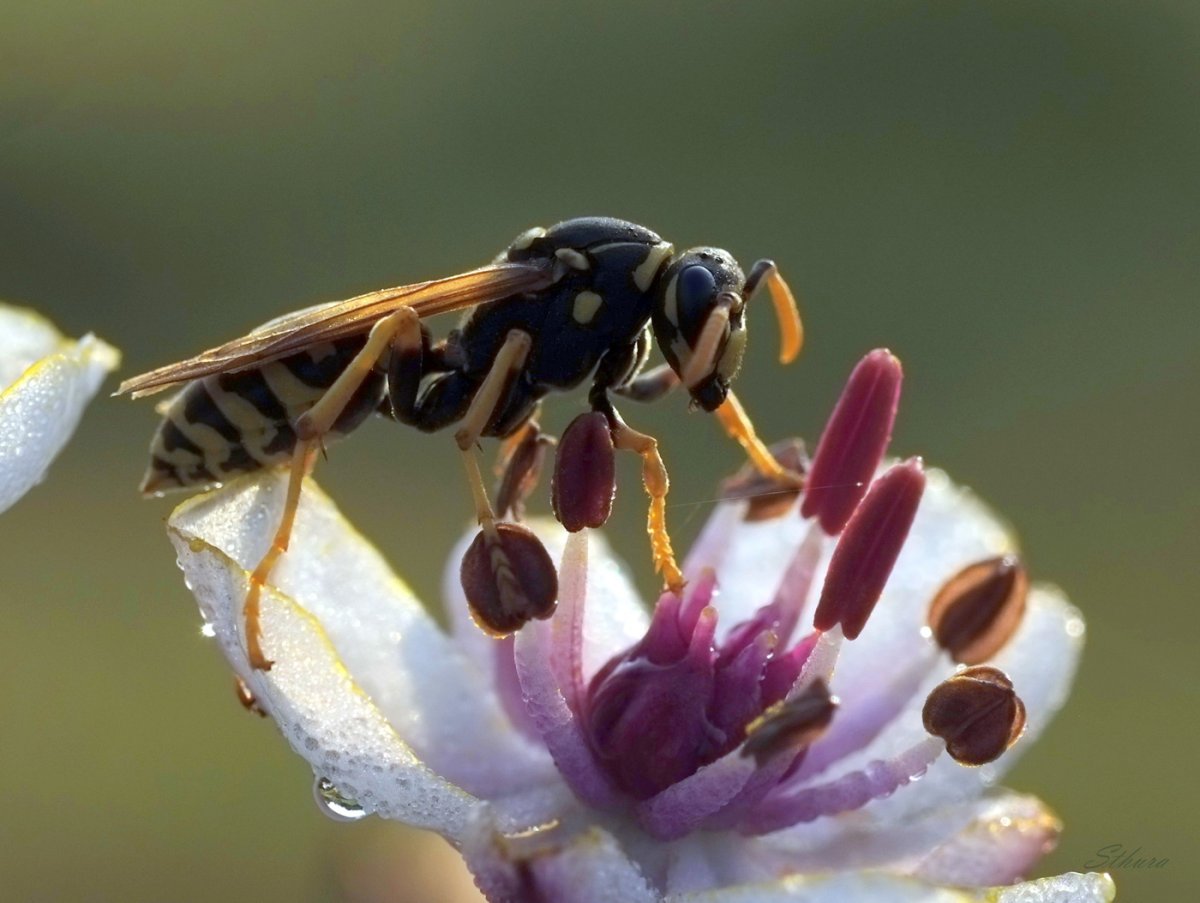 Оса насекомое