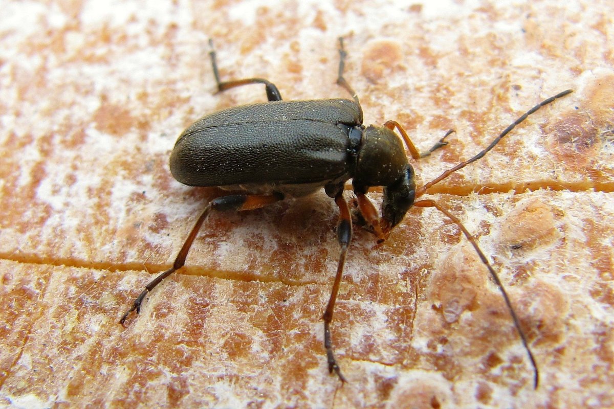 Phloeosinus aubei