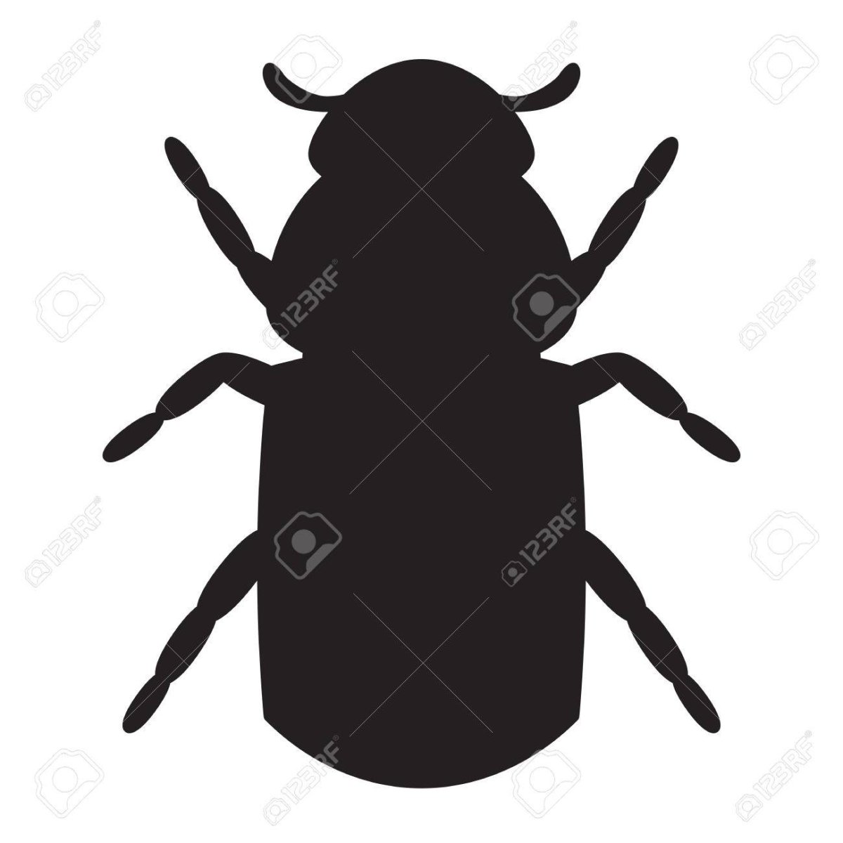 Жук короед Точильщик