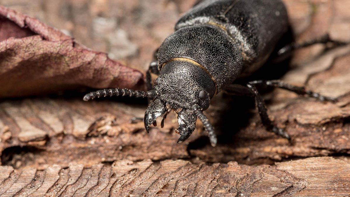 Placonotus testaceus