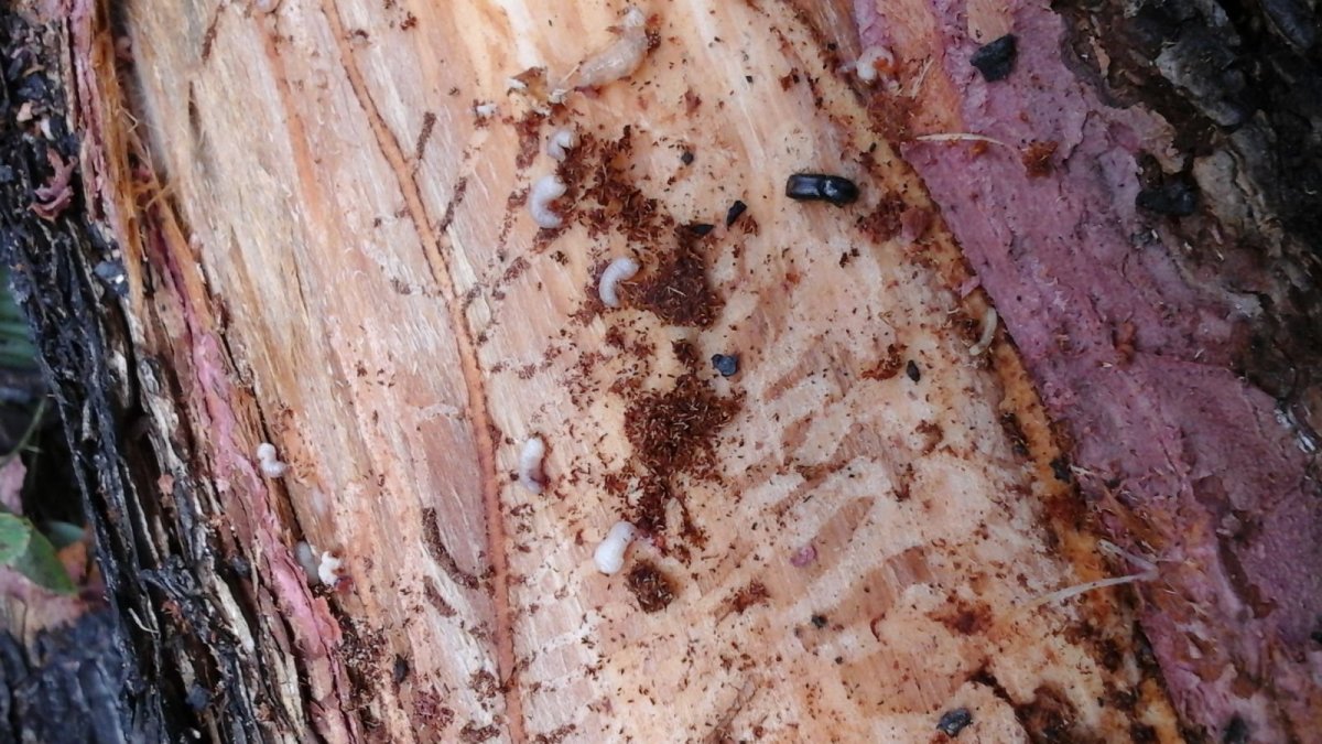 Жук лонгхорн