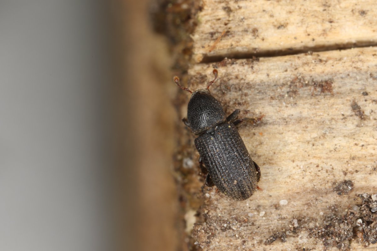 BEETLEBARK and plod refreshing Beetle на ТП