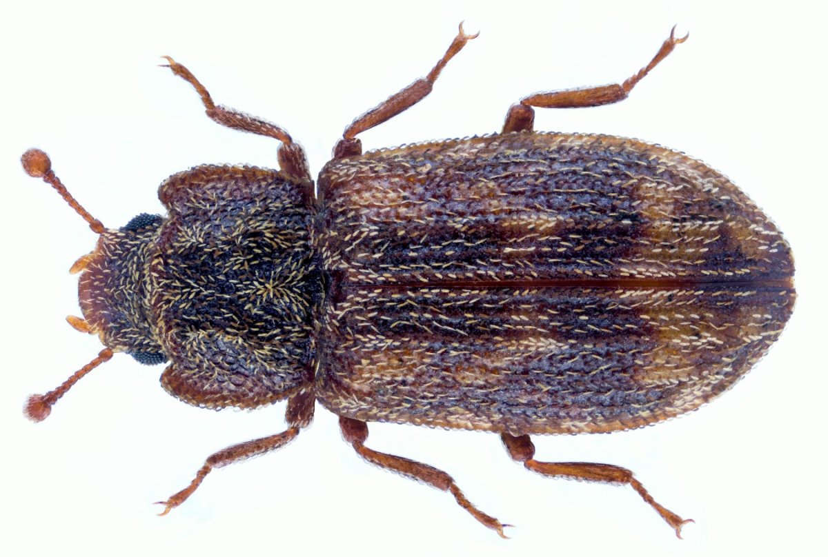 Корнежил еловый