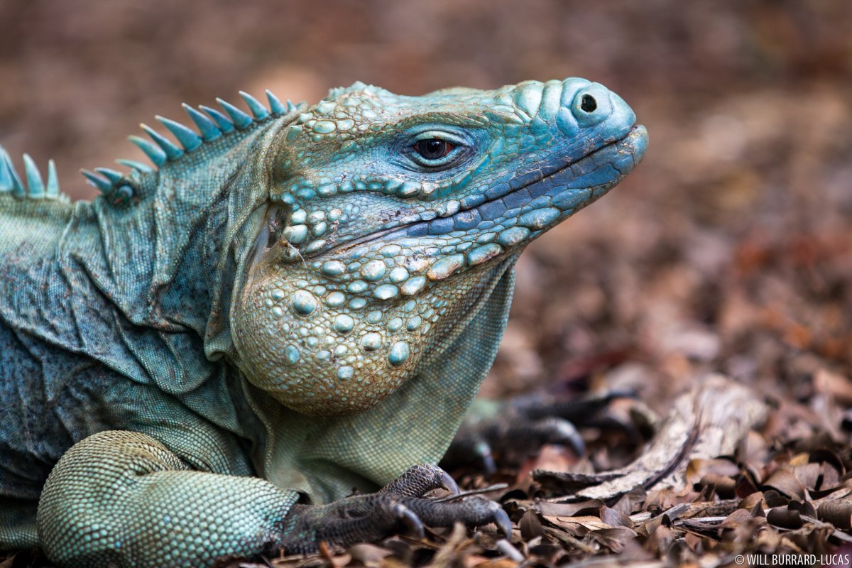 Голубая игуана ящерица