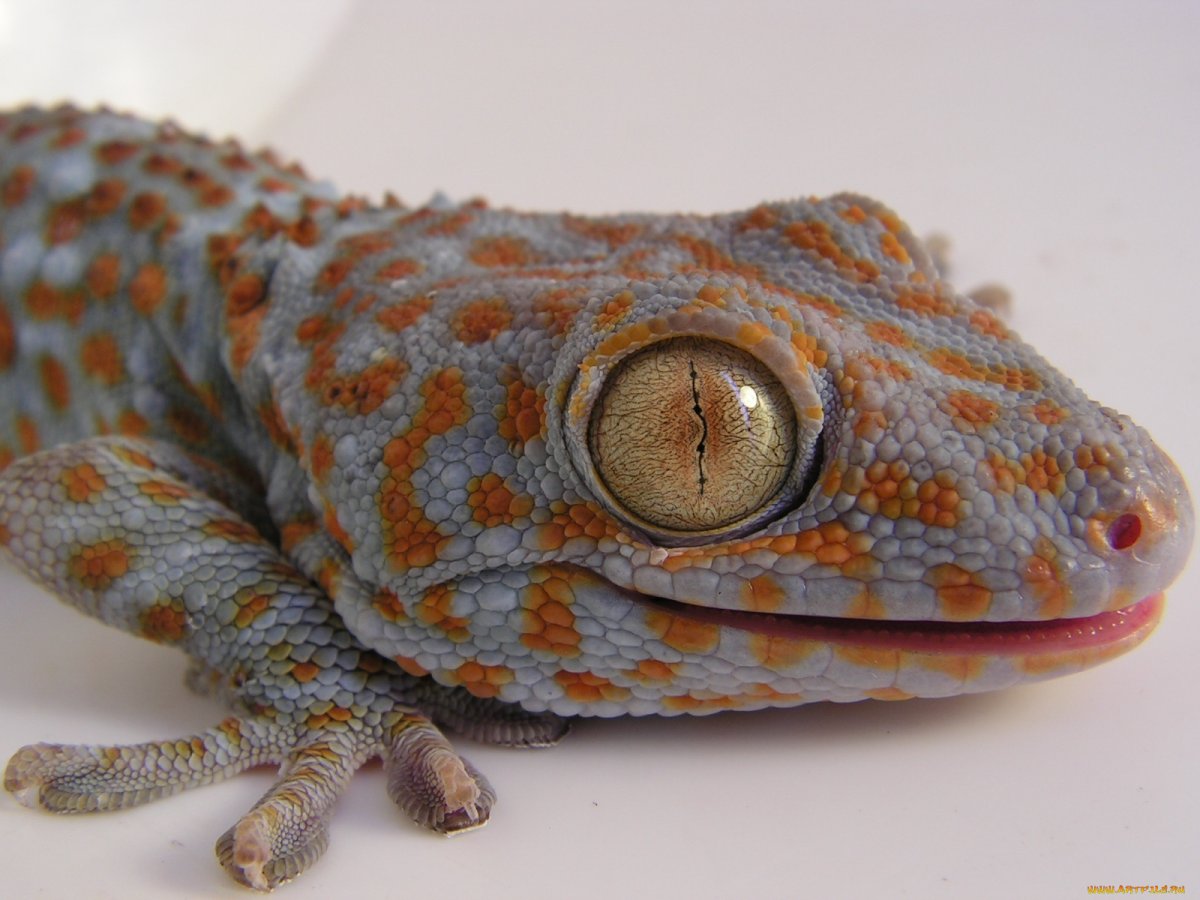 Ящерица с большой головой