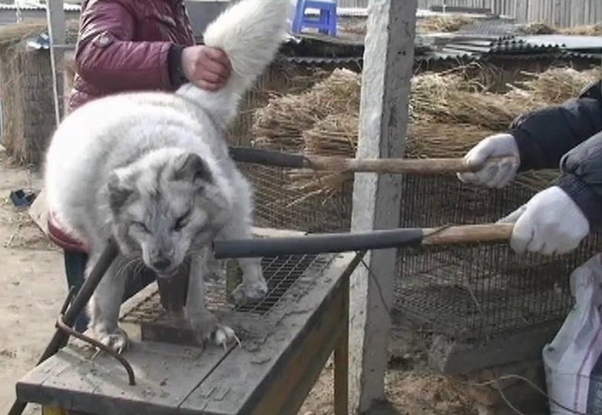 Сдирание меха с животных