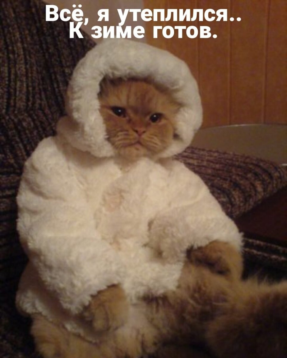 Кошка в шубке