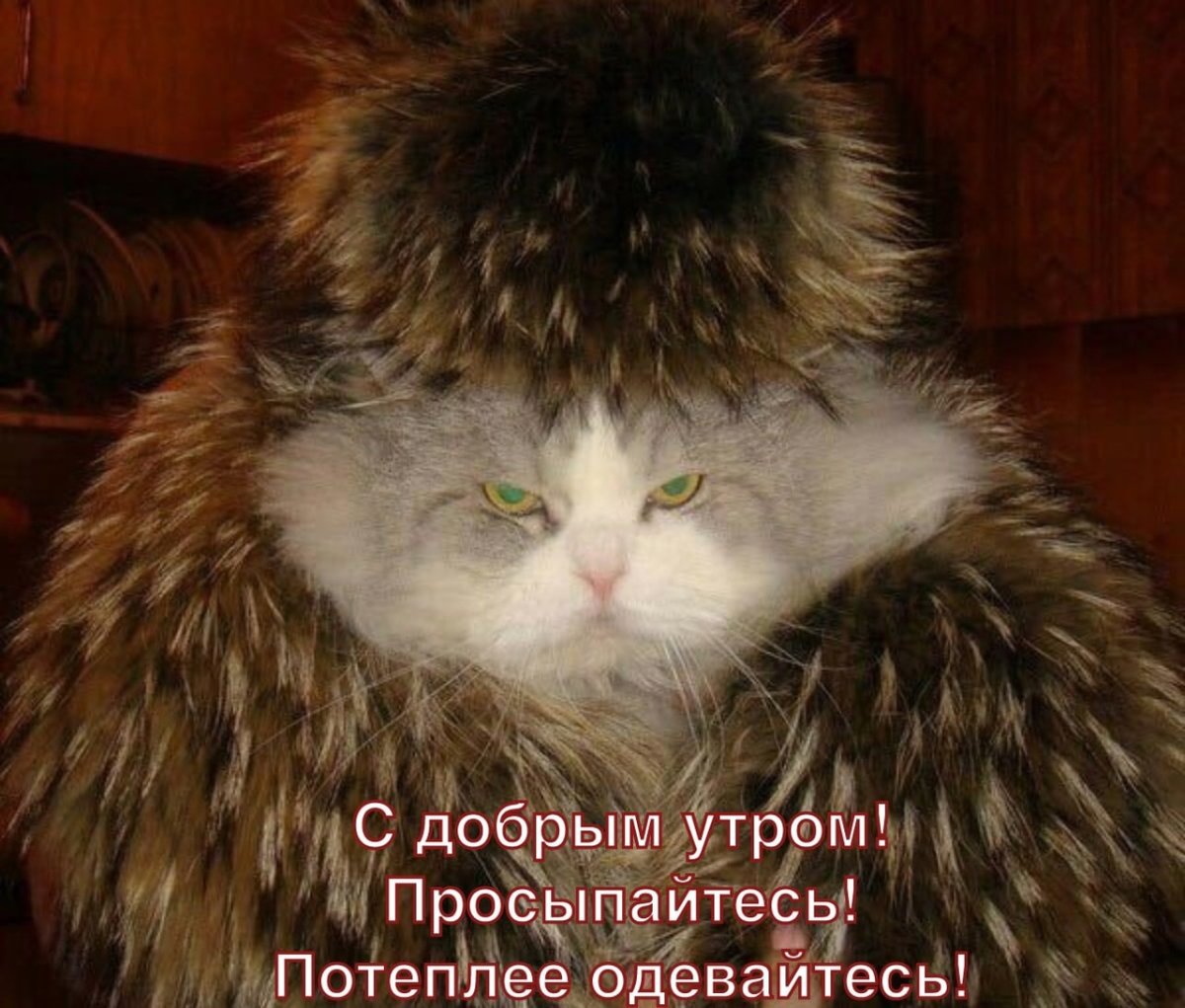 Коты в шубах