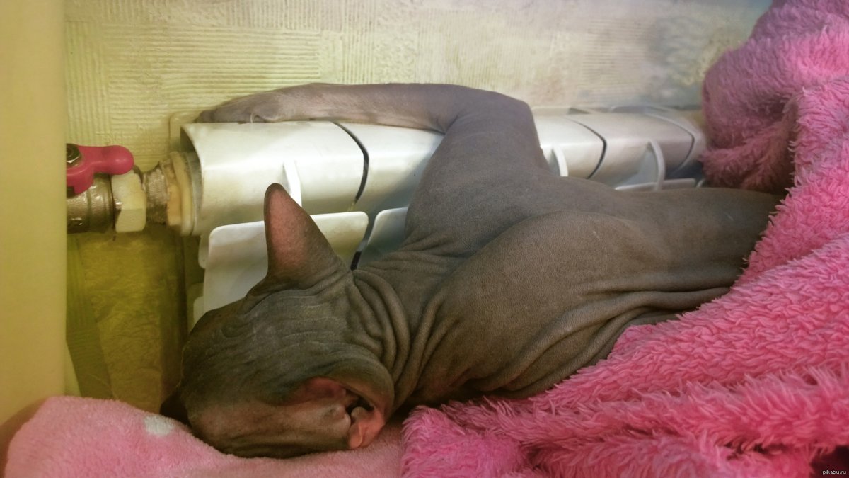 Сонный лысый кот