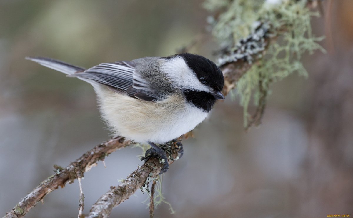 Полярная синичка