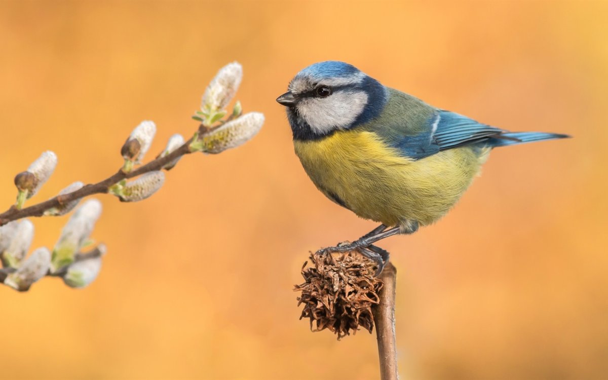 Синица на вербе