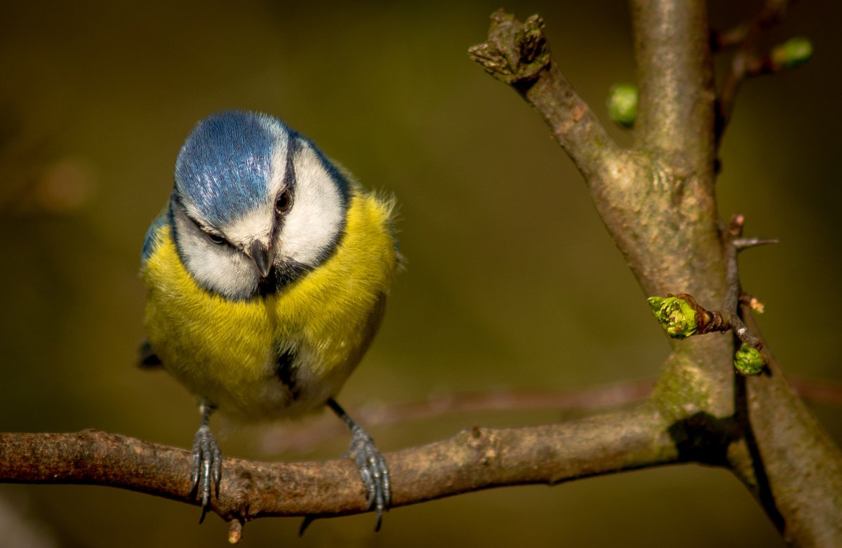 Blue Titmouse