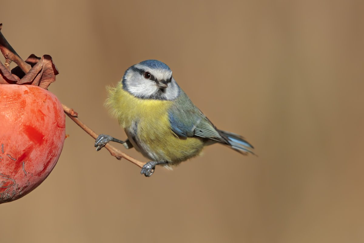 Синички красивые фото