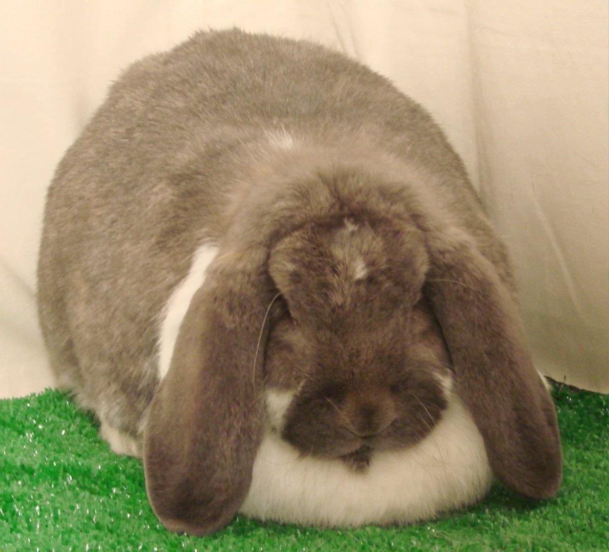 Кролик Альба