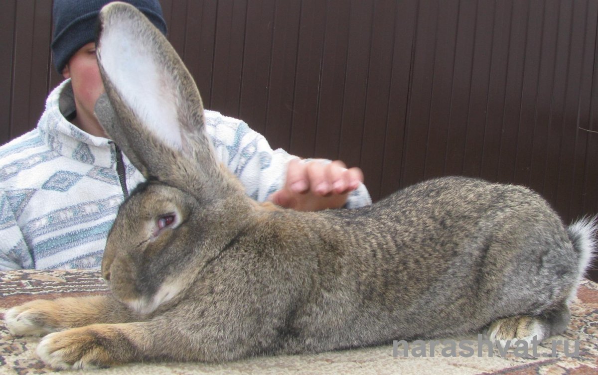 Кролик рекс агути