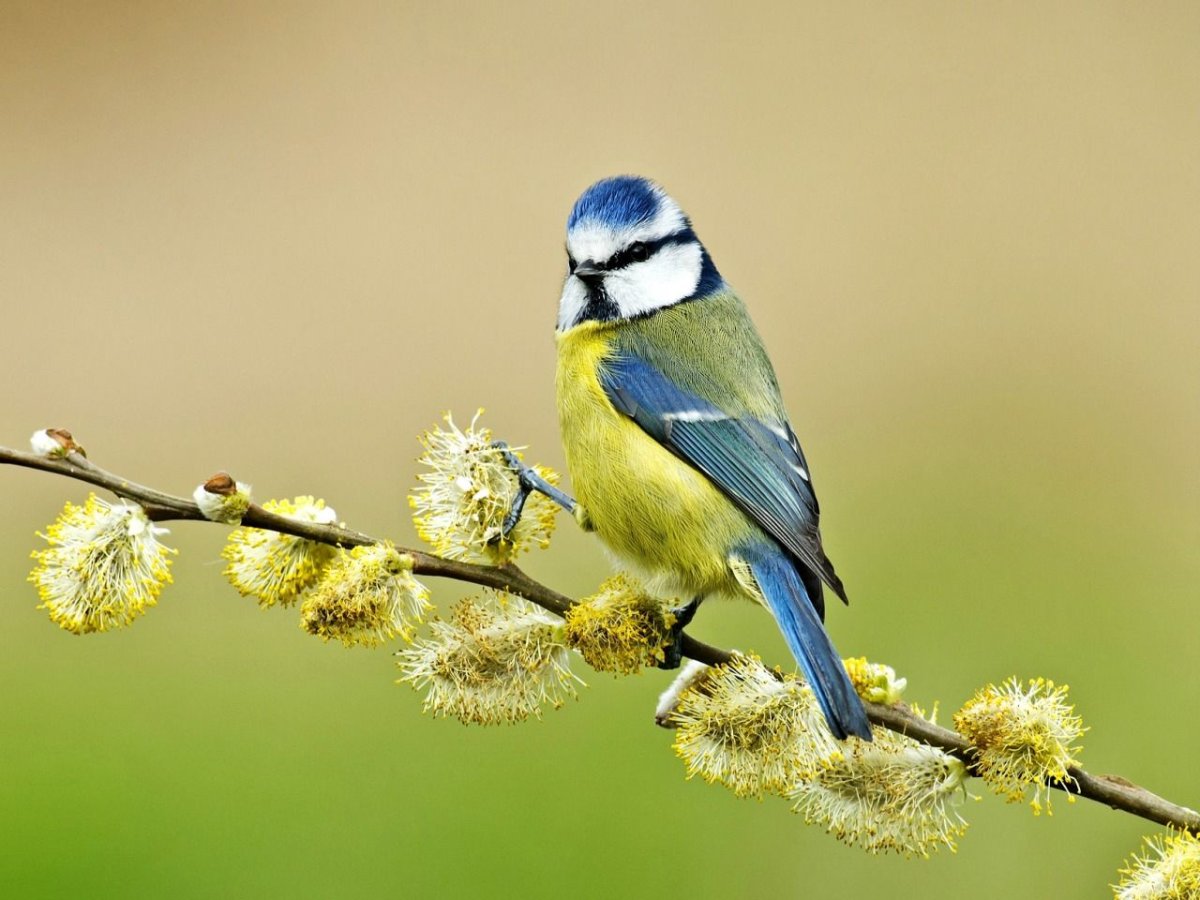 Лазоревка Плеске гибрид