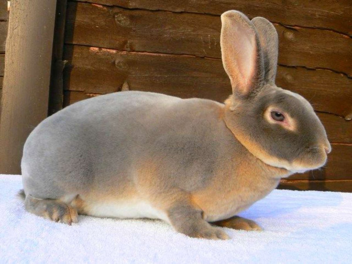 Кролик вислоухий баран коричневый