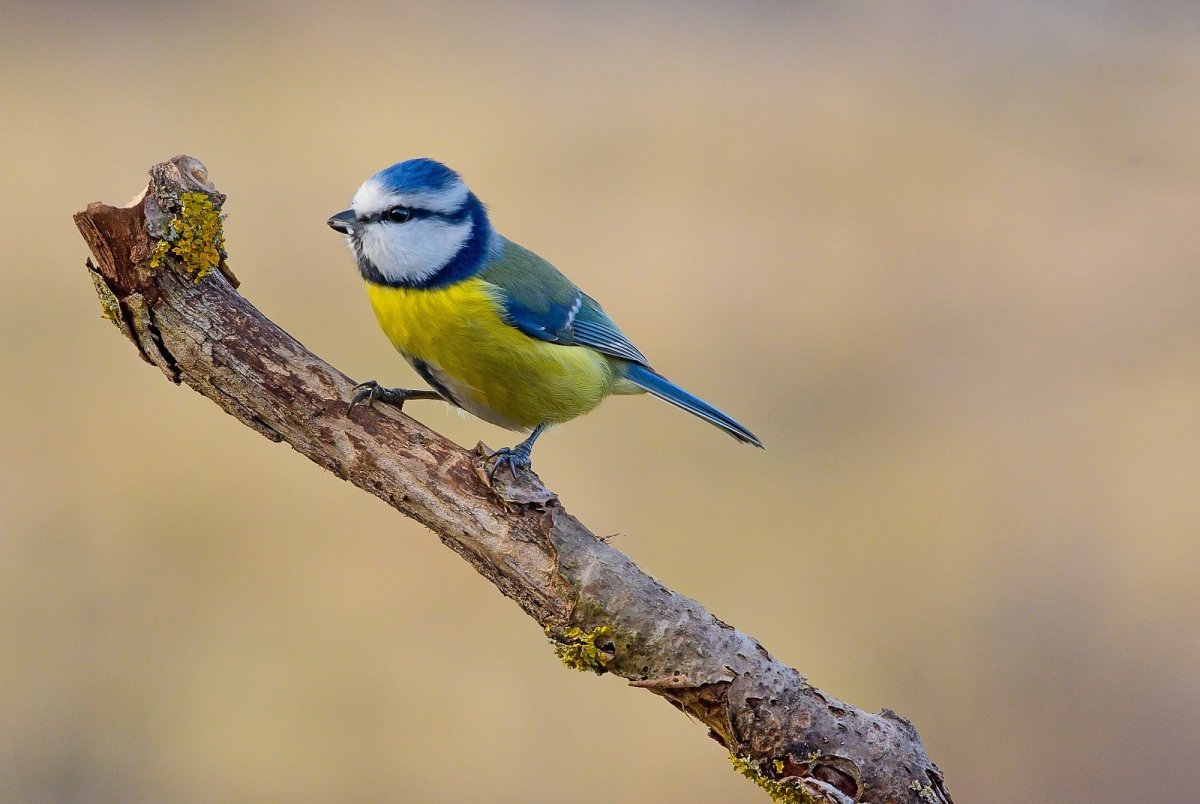 Зеленоспинная синица