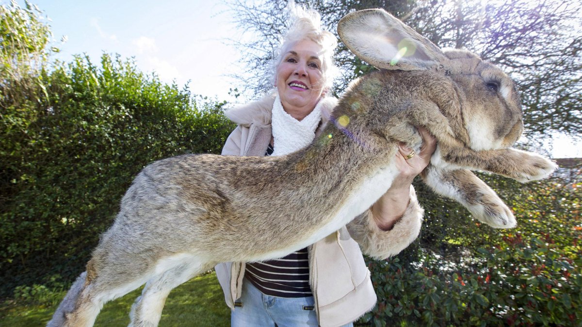 Кролики кучкой
