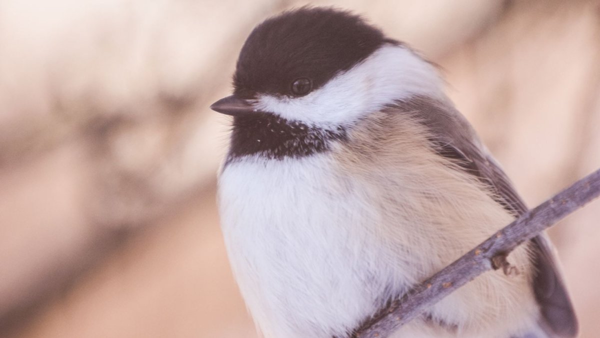 Обои на рабочий стол синица