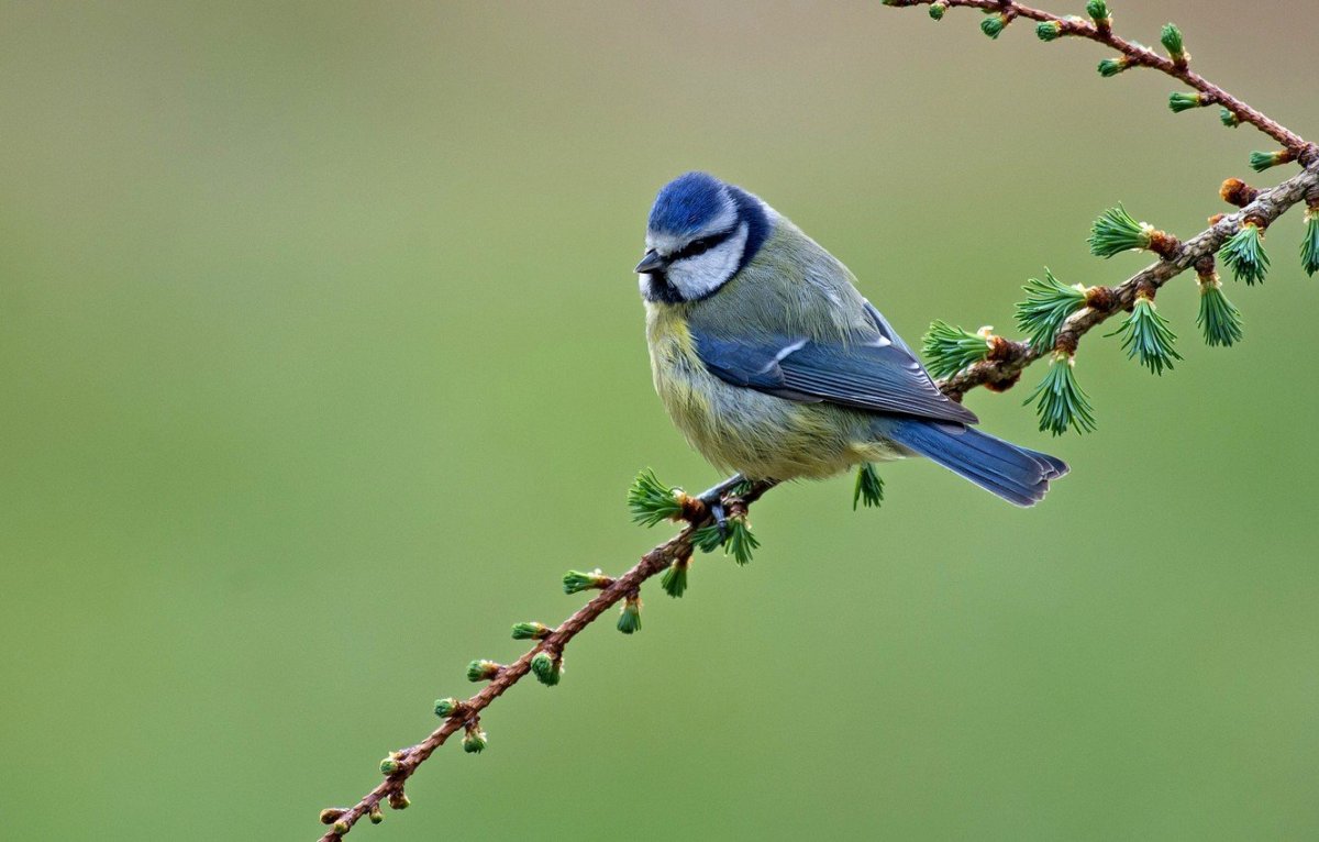 Лазоревка Плеске
