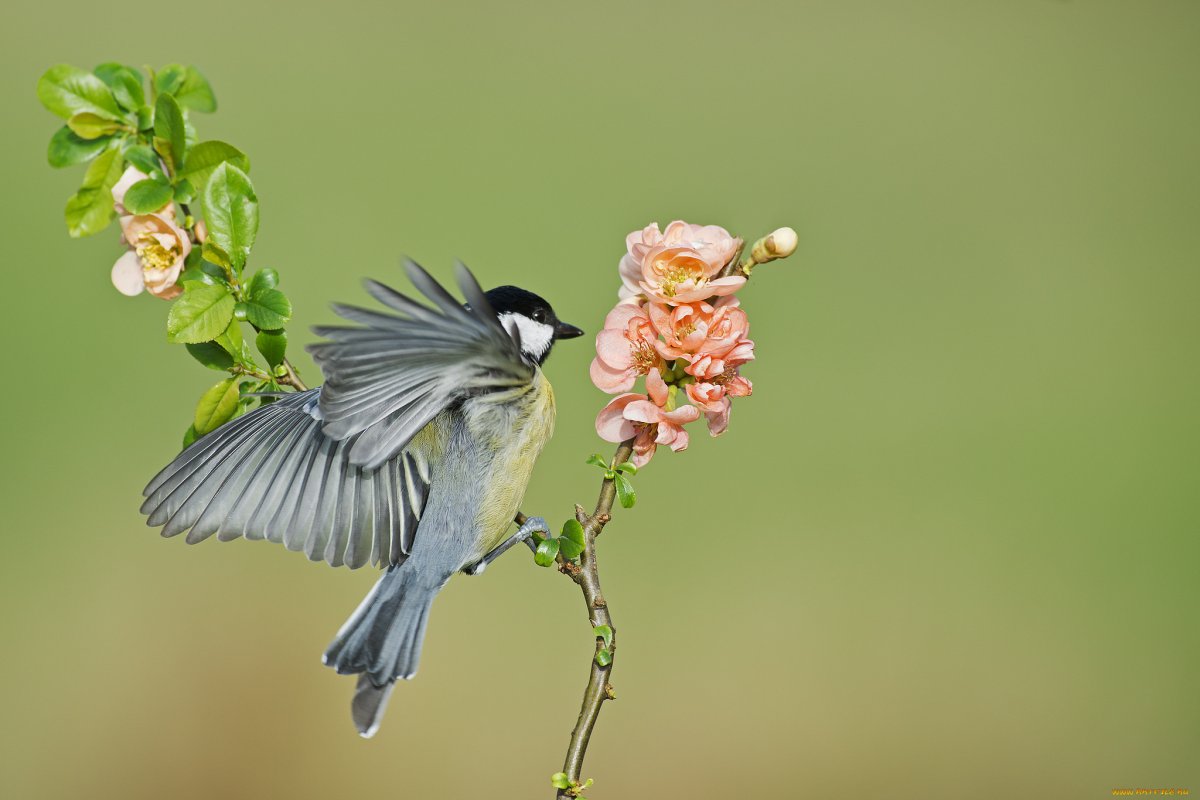 Птица на цветущей ветке