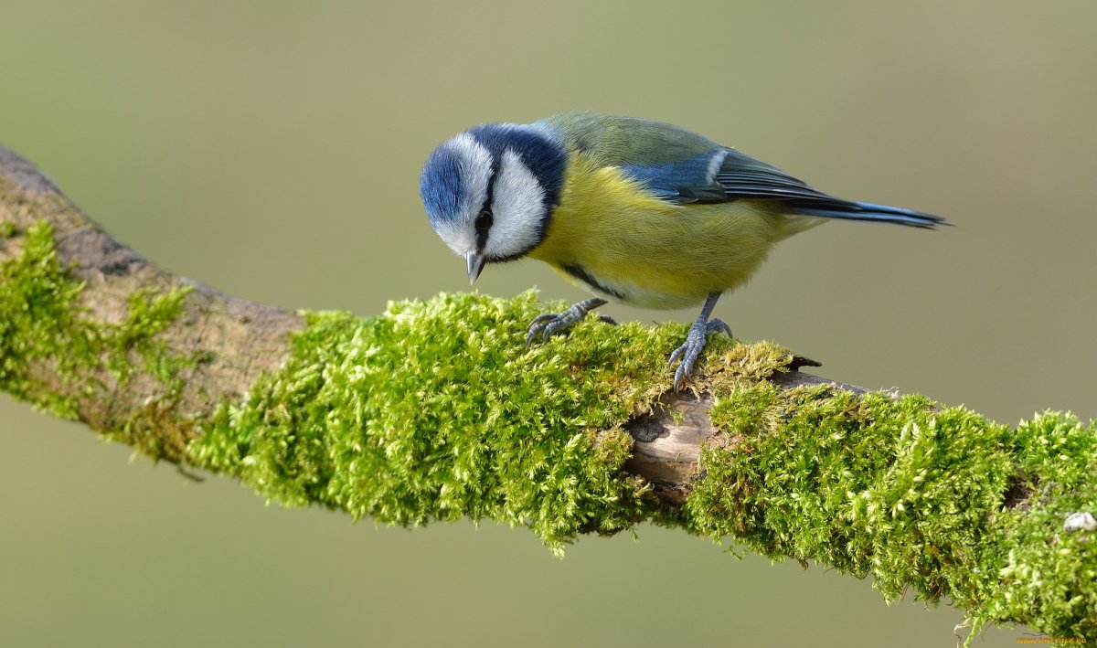 Картинки на рабочий стол птички